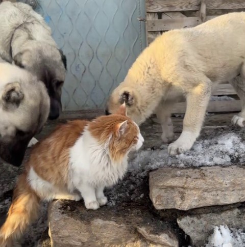 Kedi ile Kangal köpeklerinin dostluğu görenleri şaşırtıyor