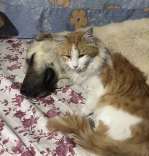 Kedi ile Kangal köpeklerinin dostluğu görenleri şaşırtıyor