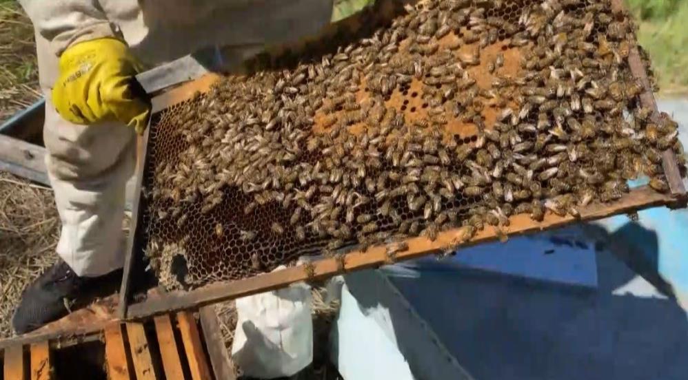 Kars’ta dede mesleği yaşatılıyor: Arıcılık sezonu başladı