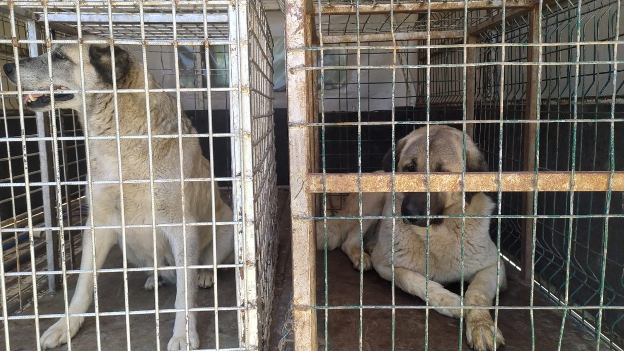 Köpeklerin saldırısında kabusu yaşayan kardeşlerin biri yaralandı, diğerindeyse kafa sallama travması oluştu