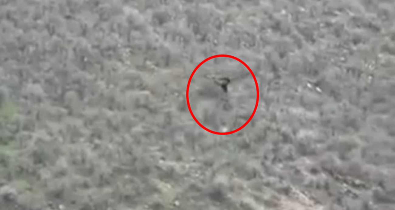 Şırnak’ın Uludere ilçesine bağlı Şenoba beldesinde bir kartalın avladığı domuz yavrusu ile havalandığı anlar kameraya yansıdı.