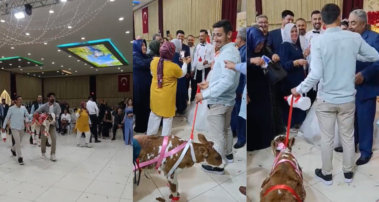 Damada düğünde altın yerine buzağı verildi