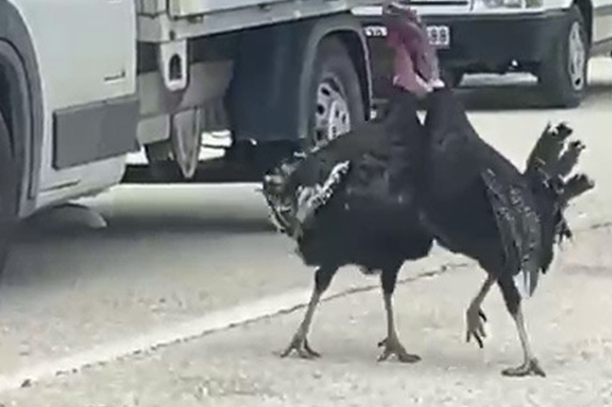 Yol ortasındaki hindi kavgası trafiği durdurdu