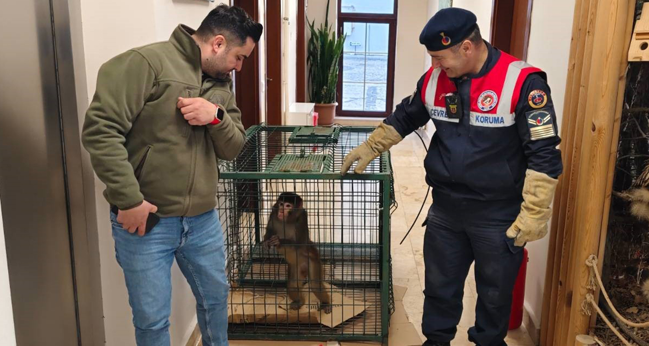 Yozgat’ın Sarıkaya ilçesinde bulunan ‘Hint şebeği’ olarak bilinen makak türü maymun, Ankara’da koruma altına alındı.