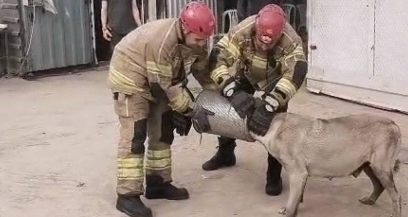 Bursa’nın İnegöl ilçesinde başını iş makinesi hava filtresine sıkıştıran gebe sokak köpeği, itfaiye ekiplerinin müdahalesiyle kurtarıldı.