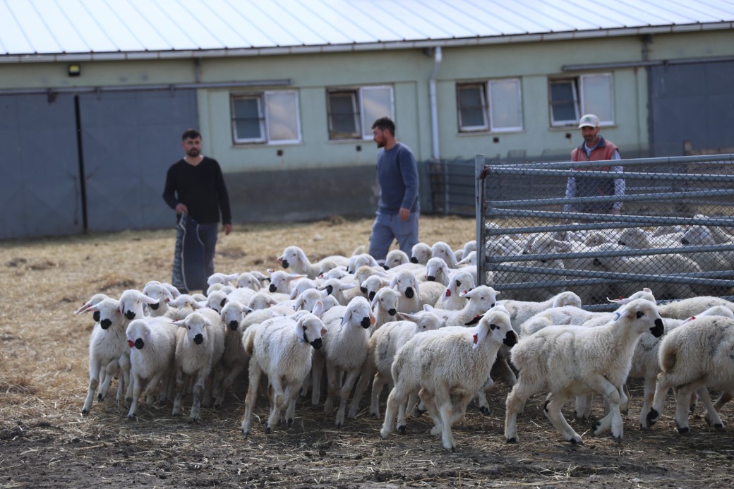 Onlarcası arasından kendi annelerini koklayarak buldular