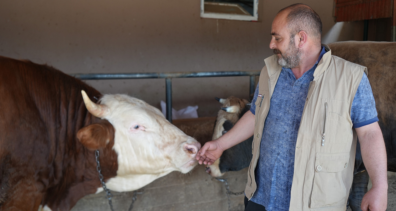 Çiftliğin gözdesi 1 ton 300 kiloluk tosun oldu