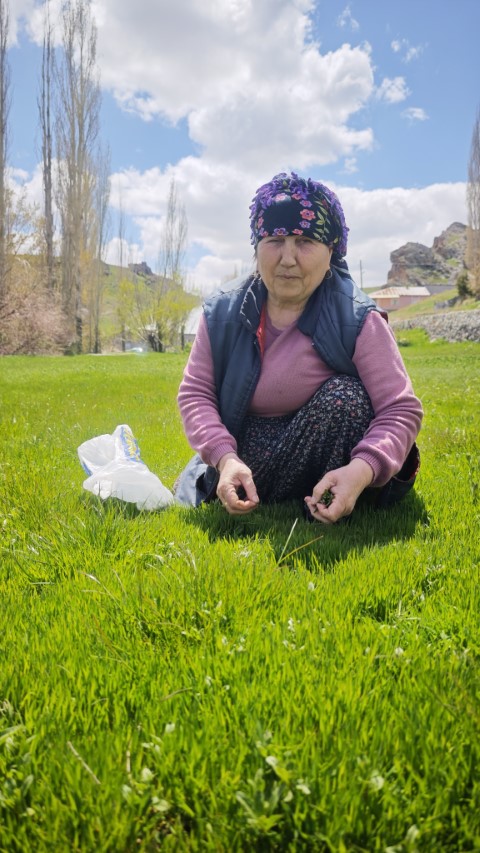 Yabani otların arasından özenle seçilerek, jilet yardımıyla tek tek toplanıyor