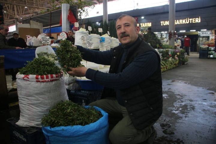 Yabani otların arasından özenle seçilerek, jilet yardımıyla tek tek toplanıyor