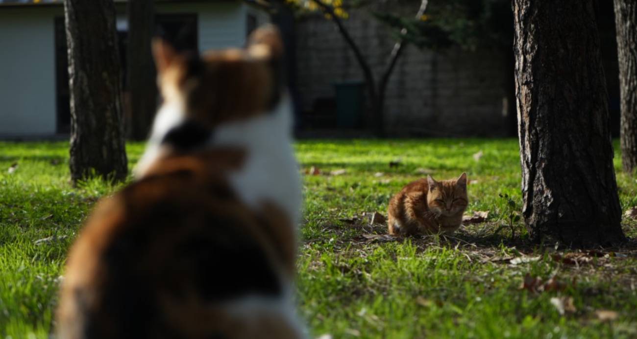 Osmanlı’dan miras "kedi sevgisi" İstanbul’da yaşatılıyor