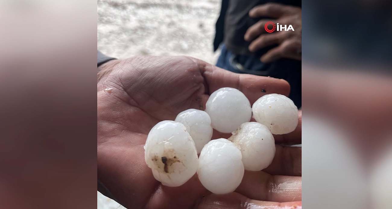 Kurban Bayramı'na sayılı günler kala hayvan pazarları kurulmaya başladı