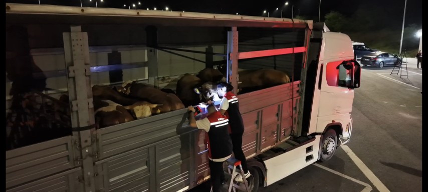 Kurban Bayramı öncesi İstanbul’da sevk noktalarında yoğun mesai