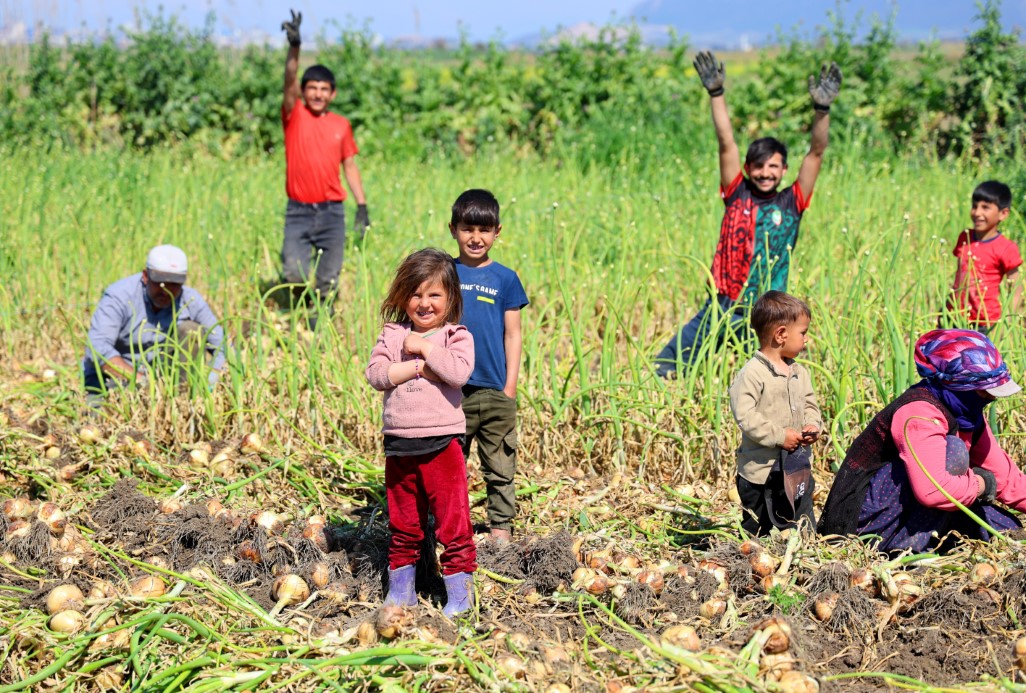 Mevsimlik tarım işçisi ailelerin çocukları okula gitmek yerine tarlada