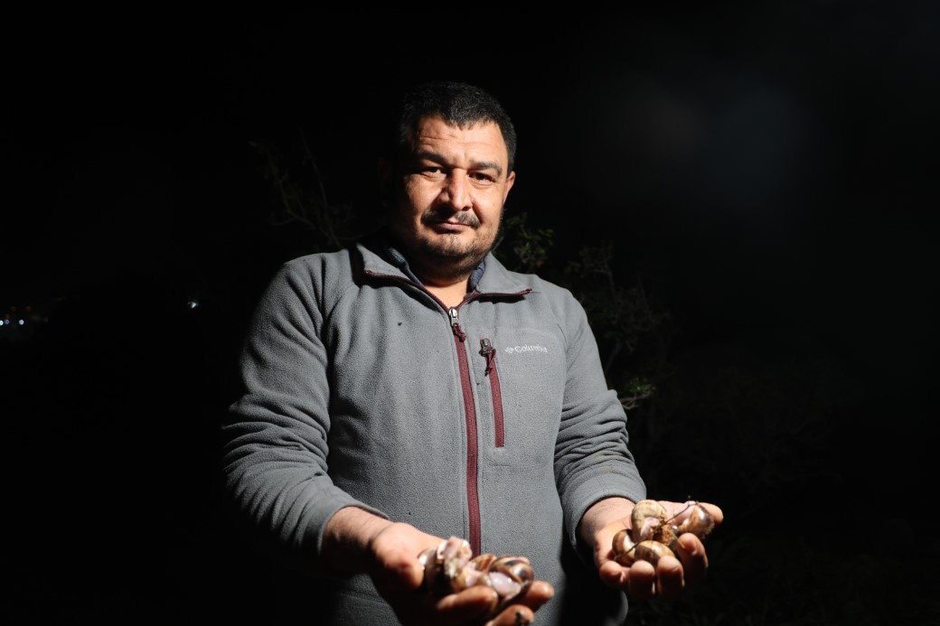 Adana’da salyangoz mesaisi: Kilogramı 35 lira
