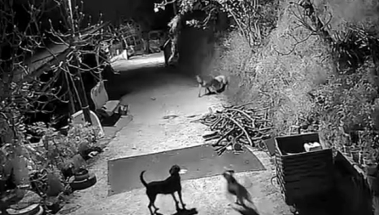 Kurtlar, indikleri köyde köpeği boğdu