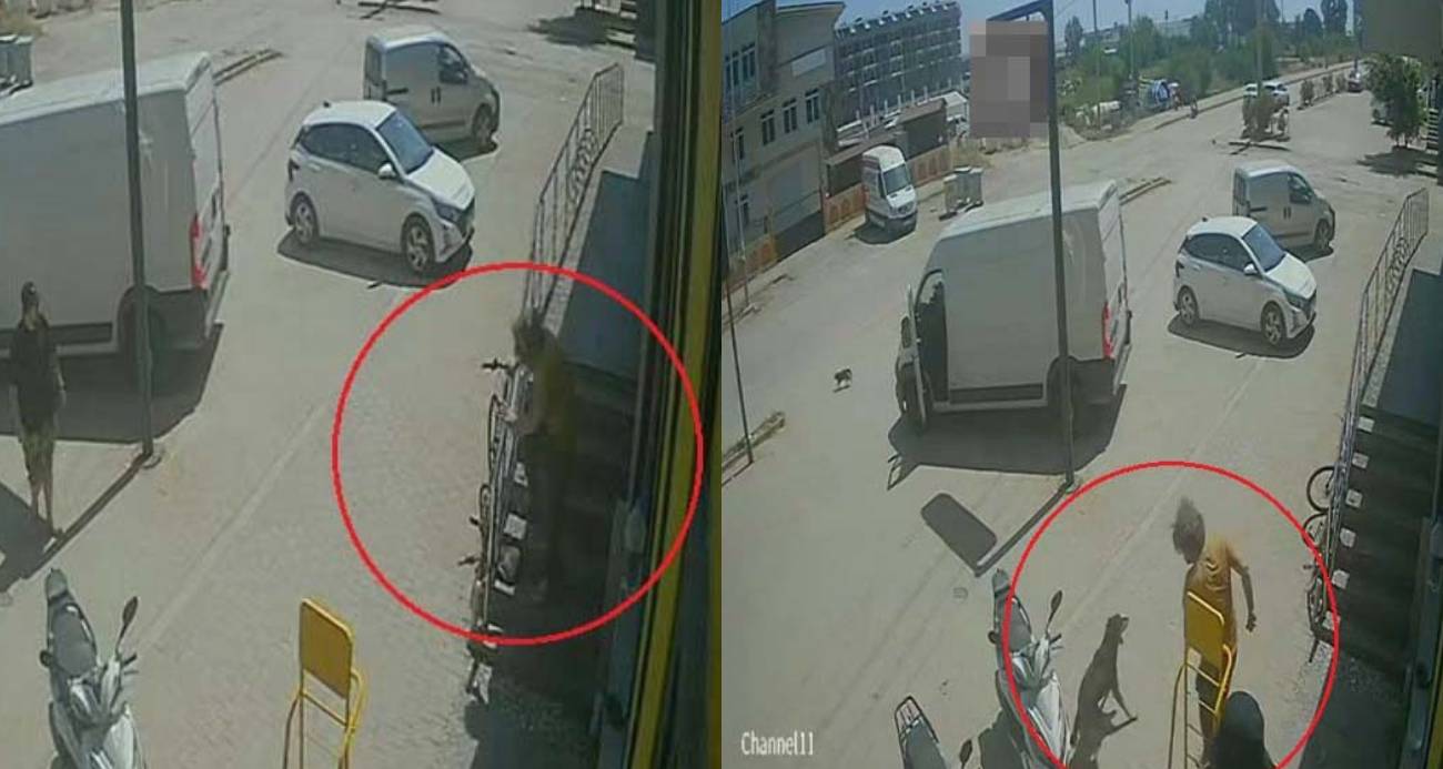 Antalya'da yabancı uyruklu şahıs kedinin üzerine bastı, köpeği tekmeledi