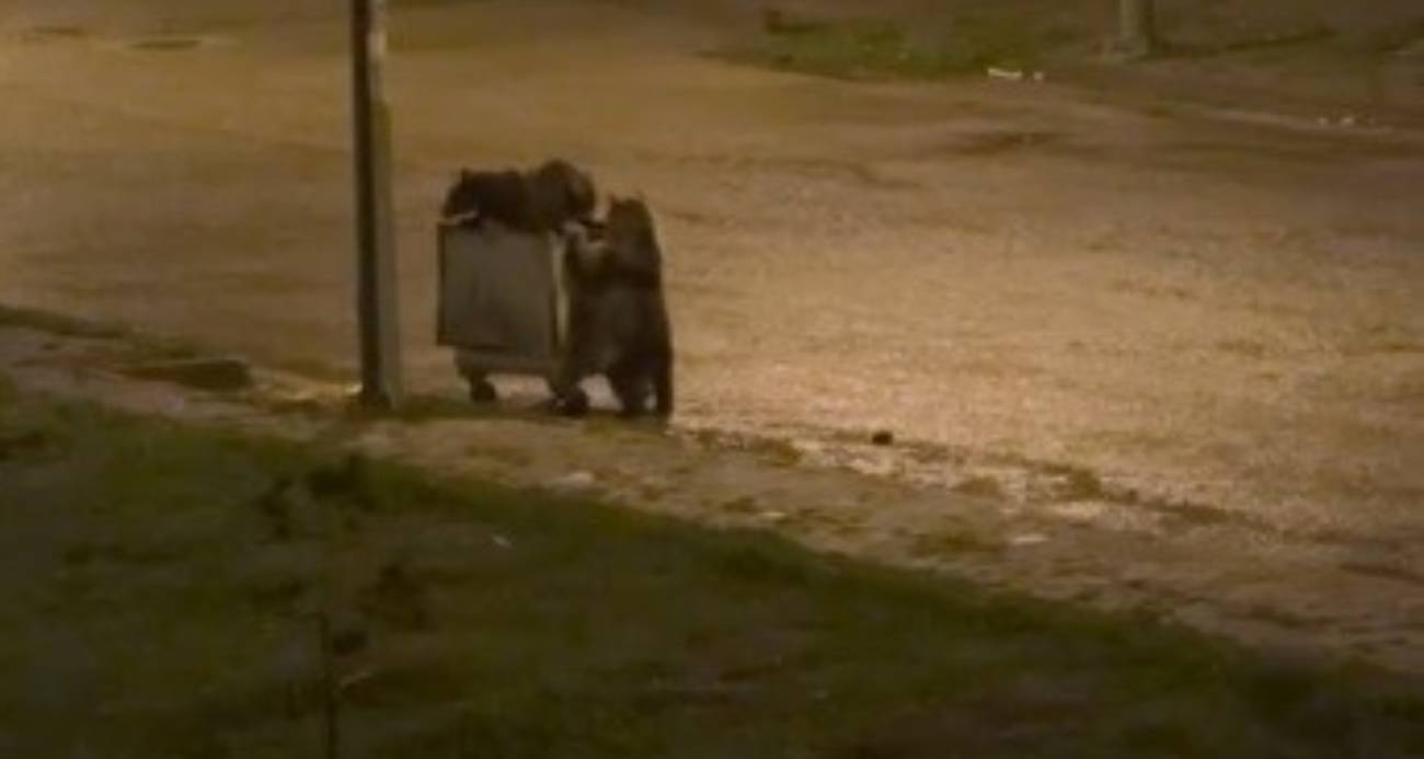 Kars’ın Sarıkamış ilçesinde gece saatlerinde kent merkezine inen iki boz ayı, sergiledikleri davranışlarla görenleri hem şaşırttı hem de gülümsetti.