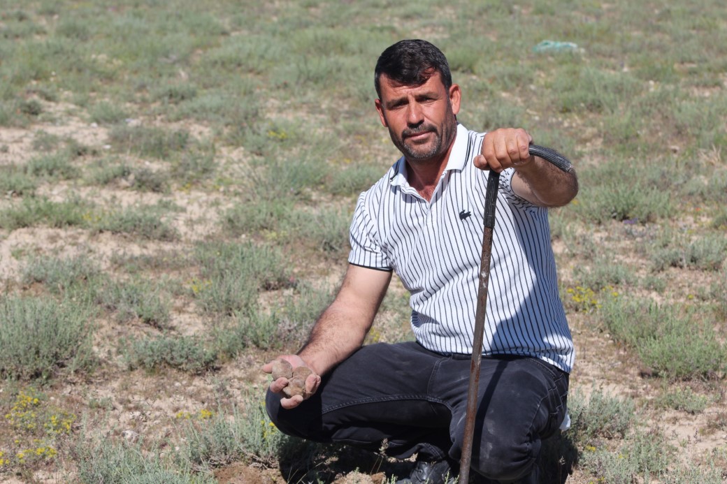 "Dolaman kurdu" günde 60 bin liralık mantar buluyor