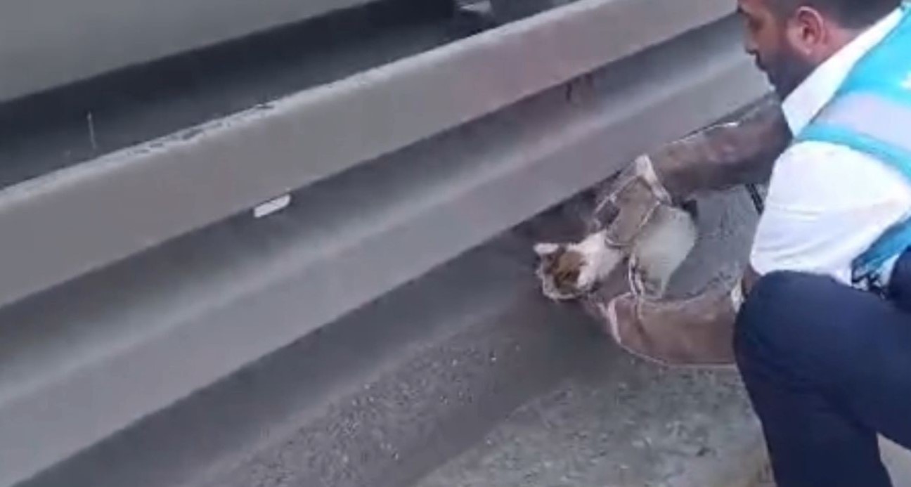 Avcılar Saadetdere ve Şükrübey metrobüs durakları arasında hat içine giren 2 yavru kedi, İETT ekiplerinin hızlı müdahale sayesinde kurtarıldı.