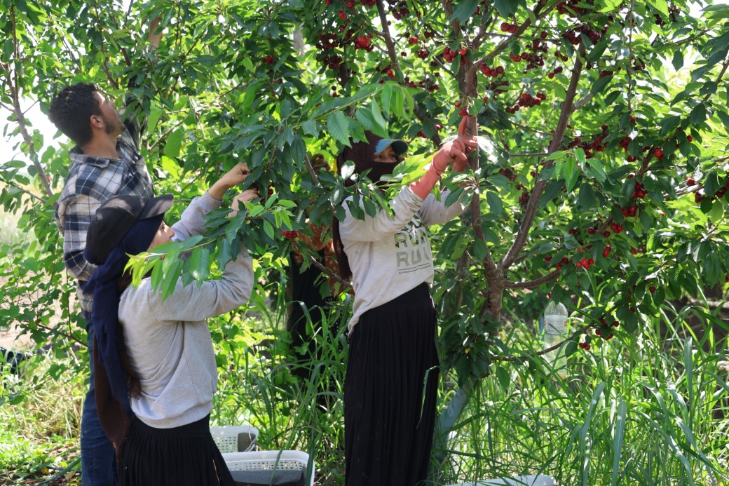 İspanyol kirazı Adana’dan Avrupa’ya ihraç ediliyor