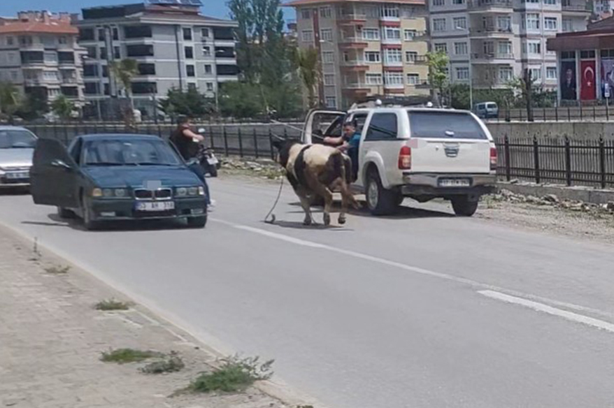 Saatlerce peşinden koştular: Kurbanlık dana ilçeyi birbirine kattı