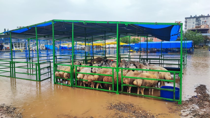 Adana’da kurban pazarını sel vurdu, besici gözyaşlarına boğuldu
