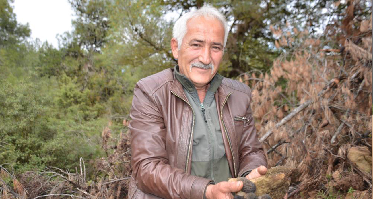 Yanan ormanlık alanda doğanın cömertliği köylüleri sevindirdi: Fiyatı gram altınla yarışıyor