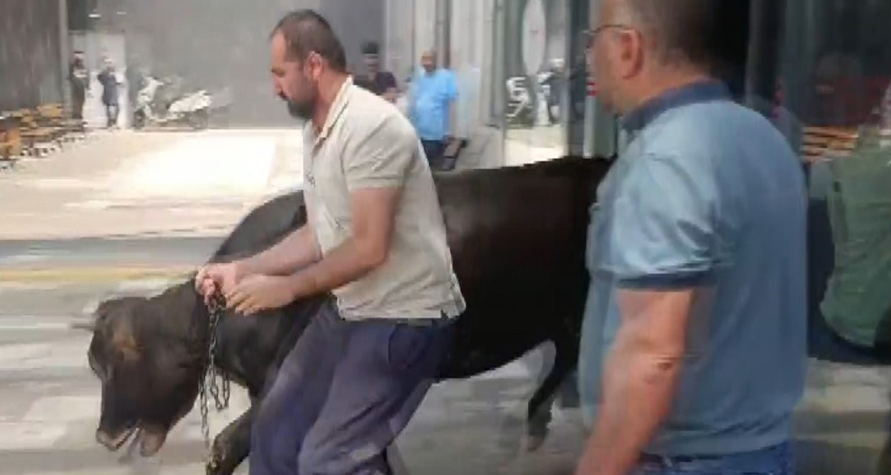 Gaziantep’in Nizip ilçesinde hayvan pazarından kaçan kurbanlık dana soluğu acil serviste aldı. Acil servis giriş kapısında kıstırılan ve paniğe neden olan kurbanlık, ekiplerin çalışmaları sonucu yakalandı.