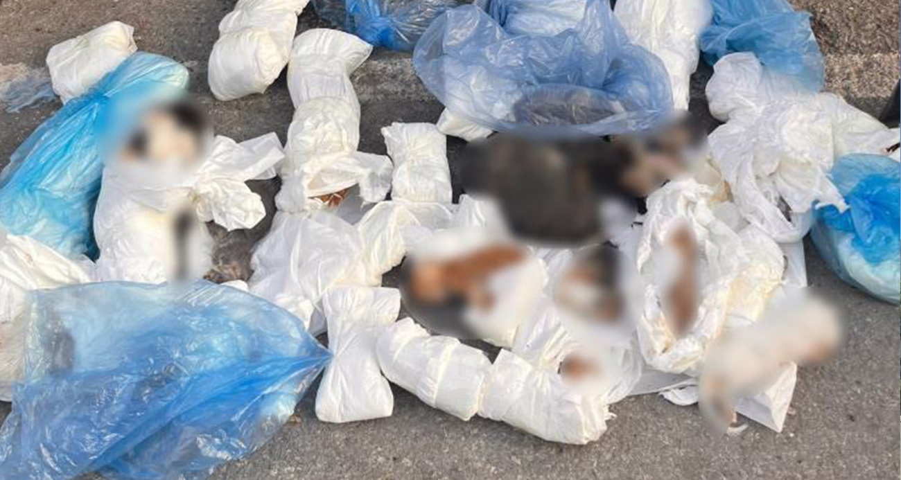 İzmir’de poşetler içinde 33 ölü kedi bulundu