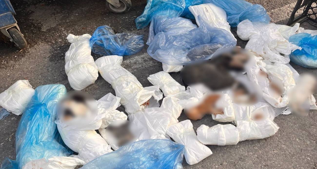 Buca ilçesinde poşetler içinde 33 ölü kedi bulunmasıyla ilgili başlatılan soruşturma kapsamında veteriner hekim, mahkemeye sevk edildi.