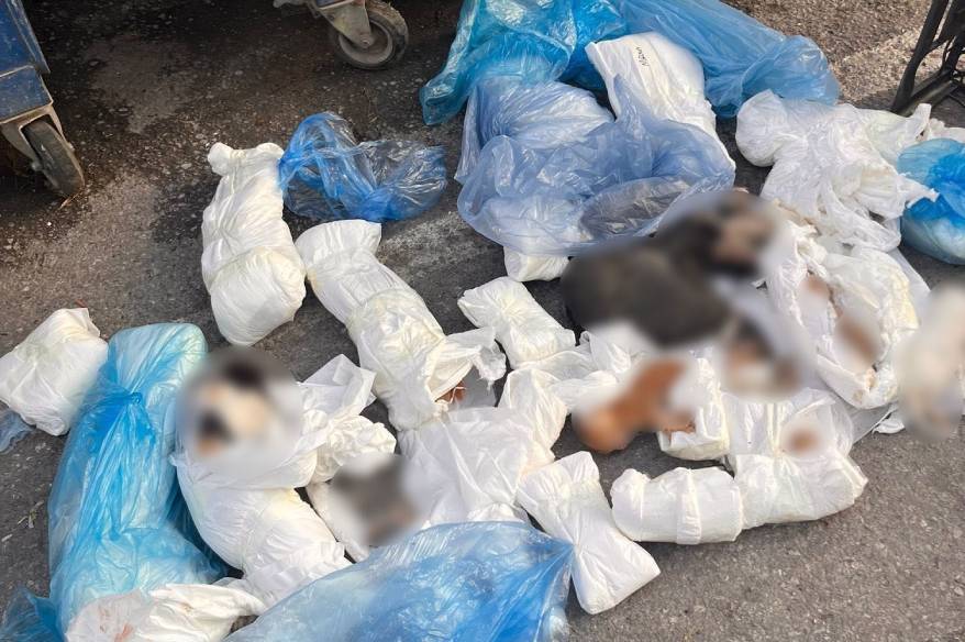 İzmir’deki kedi vahşetinde veteriner hekim serbest kaldı, başsavcılık itiraz etti