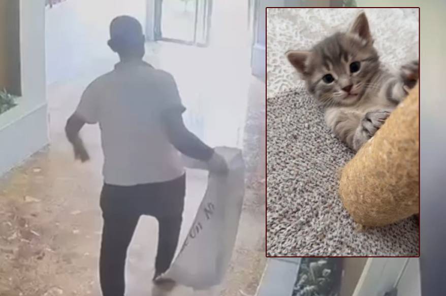 Yavru kedileri kaybolan kadın güvenlik kameralarını izleyince gözlerine inanamadı