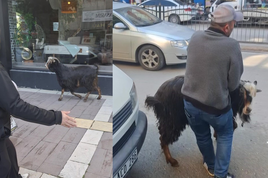 Amasya’da kurbanlık keçi kaçtı, vatandaşlar kovaladı
