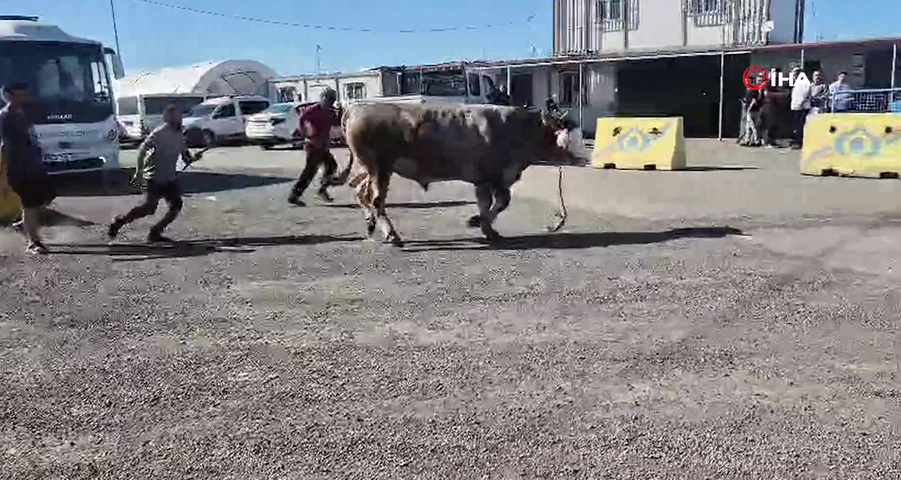 Sultangazi Kurban Pazarı’nda kamyonete yüklenmek istenen kurbanlık, sahiplerinin elinden kaçtı. Kaçan boğa paniğe neden olurken, o anlar kameraya yansıdı.