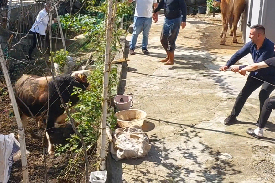 Rize’de kaçan kurbanlık sahiplerine zor anlar yaşattı