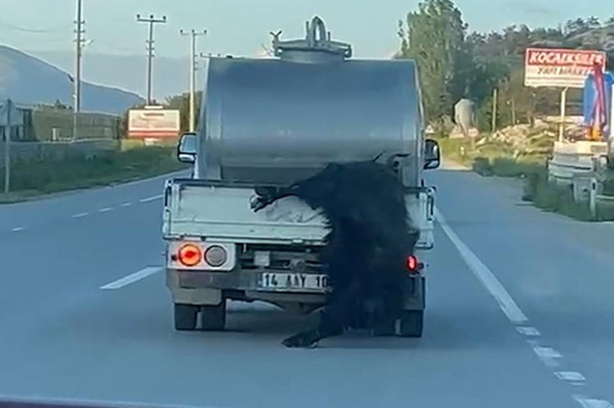 Kurbanlığı araçtan sarkıtıp kilometrelerce sürükledi