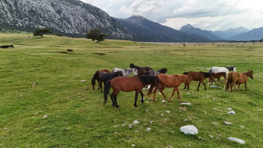 Kökenleri Osmanlı Süvari atlarına dayanan Toroslar’ın özgür ruhları yılkı atları