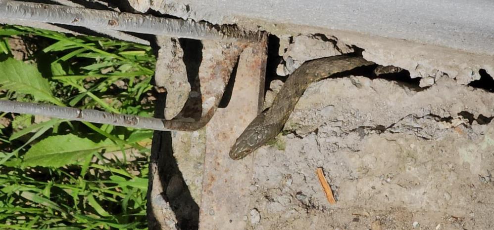 Hasköy’de yılanlar bir evi sardı: Aile geceleri uyuyamıyor