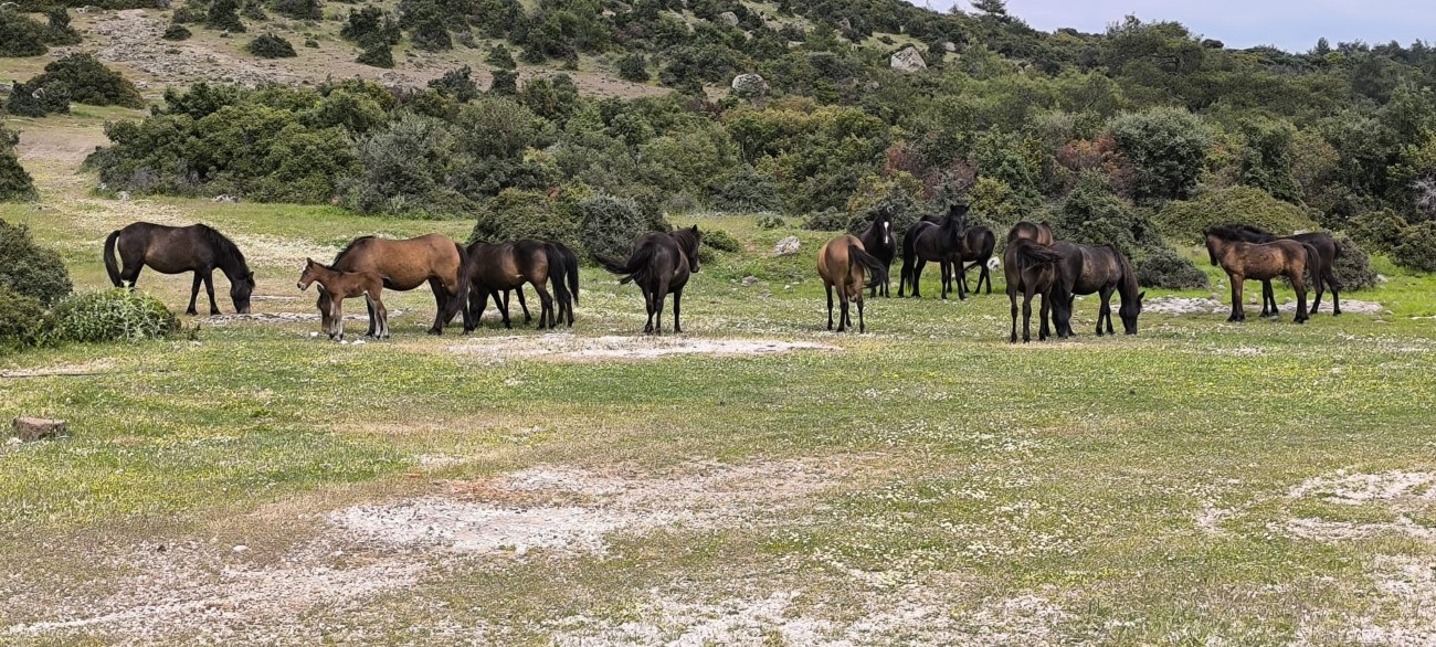 Ayvacık’ta çiftçiler başıboş yılkı atlarından dertli