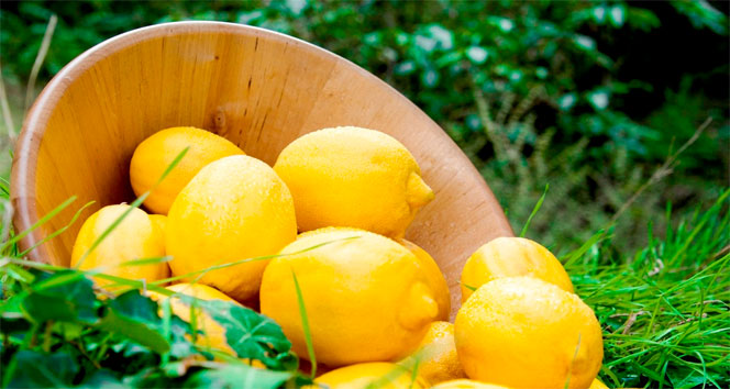 Limon ihracatı Tarım ve Orman Bakanlığının iznine tabi