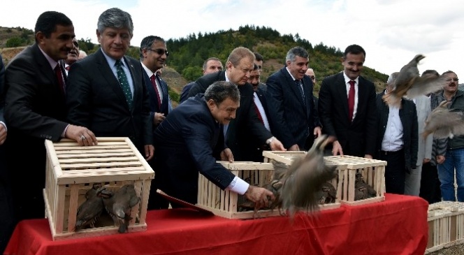 Gümüşhane'de 300 Keklik Doğaya Salındı