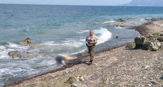 Jandarma Datça sahilinde ceset topluyor