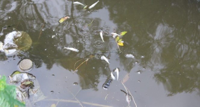 Obruk gölünde balıklar ani iklim değişikliğinin kurbanı oldu