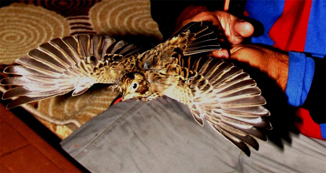 Aras Kuş Cenneti misafirlerini ağırlıyor