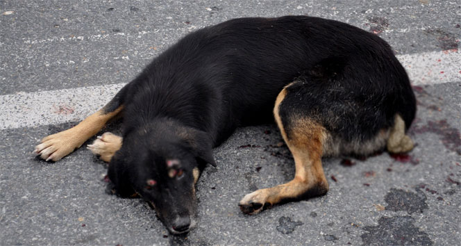 Otomobilin çarptığı köpek öldü İhlas Haber Ajansı