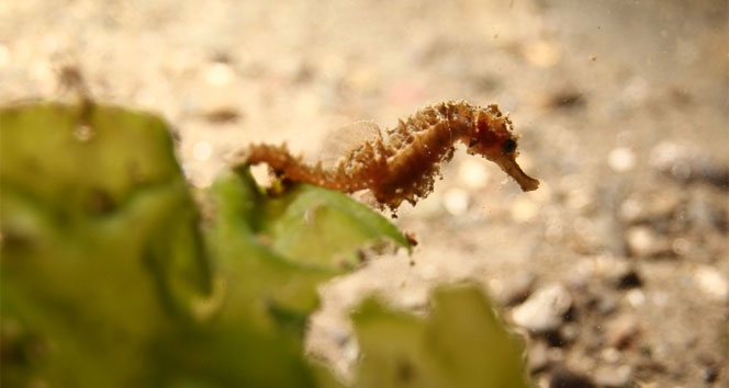 Temiz suda yaşayan türler İzmit Körfezi'nde artış gösterdi