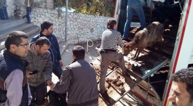 Ermenek'te Madencilere Üç Bin Koyun Ve Keçi Dağıtıldı