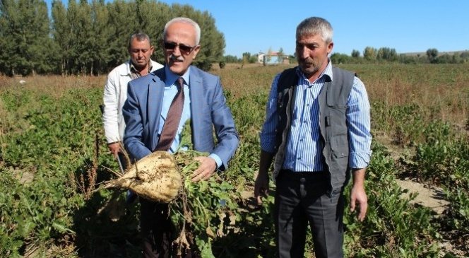 Mikoriza Mantarı Şeker Pancarında Verimi Artırıyor