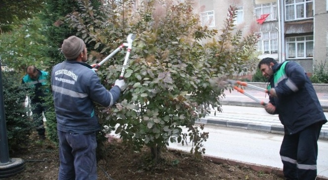 Yozgat Belediyesinde Ağaçlara Kışlık Bakım