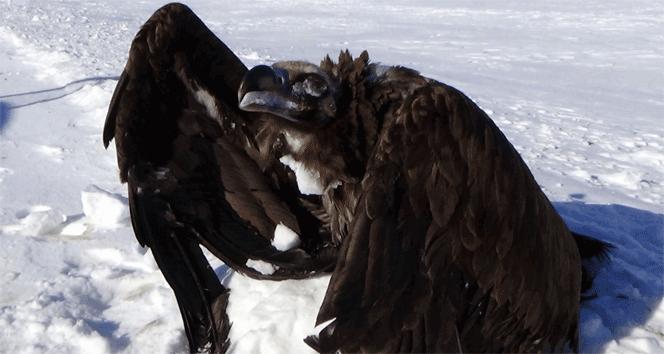 Akbaba donarak öldü